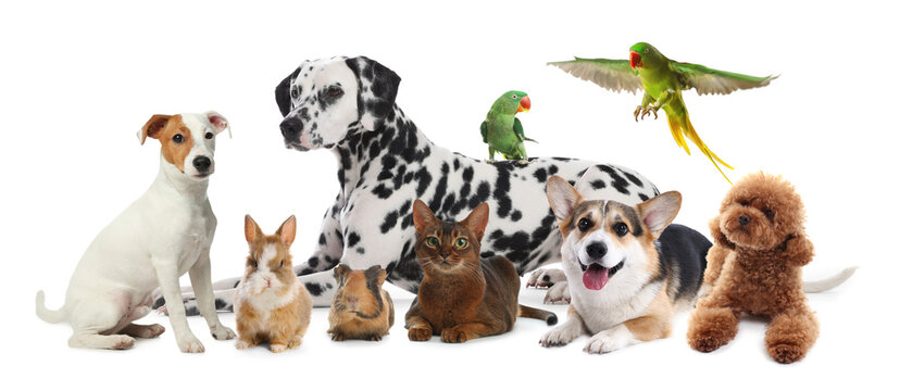 Group of cute pets on white background. Parrots, dogs, cat, bunny and guinea pig