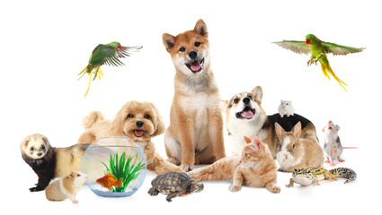 Group of cute pets on white background. Parrots, dogs, cat and other animals