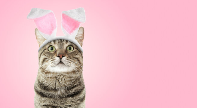 Cute cat with Easter bunny ears headband on pink background. Banner design with space for text