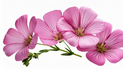 Pink Flax Flowers Isolated On Transparent Background