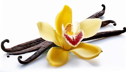 Vanilla Pods And Flower