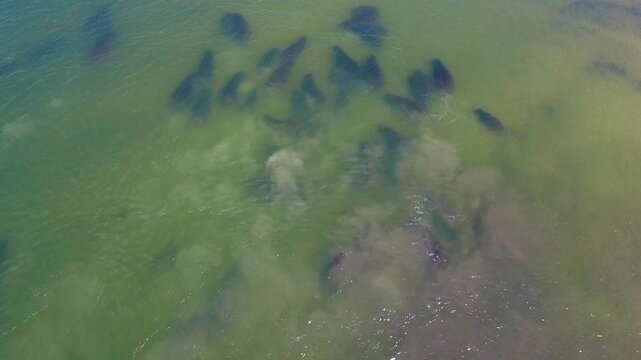 A large school of fish swimming in the waters of the Okavango Delta. The aerial view highlights the clear water and movement of the fish around the riverbed.