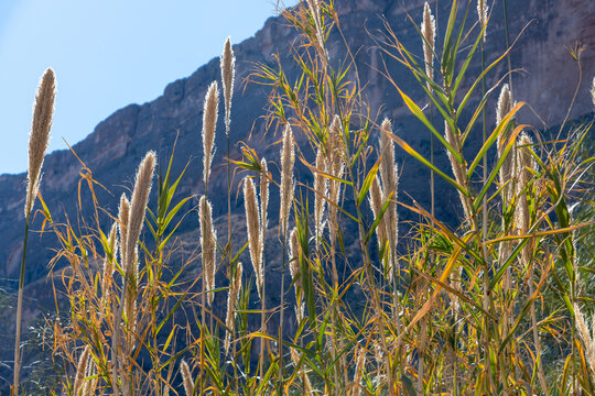Tall grasses along the Rio Grande River in southern Texas
