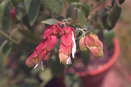 Justicia brandegeeana - Shrimp PlantClose-up
