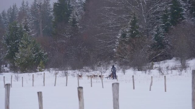 A dog sled riding through a snowy forest and mountain trail. Winter adventure, travel, and seasonal holiday concept. Cinematic winter landscape.
