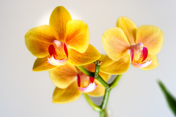 黄色の胡蝶蘭
