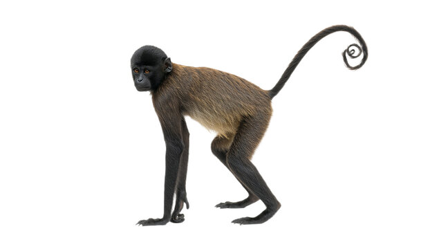 A slender brown spider monkey, with a distinct dark face and limbs, stands in profile on a pristine white background, showcasing its remarkably long and curled tail as it looks to the right