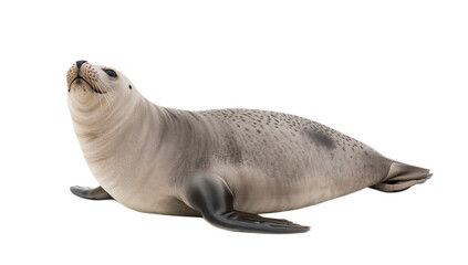 High-key studio shot of a seal, isolated on white background, showcasing its sleek form and gentle expression