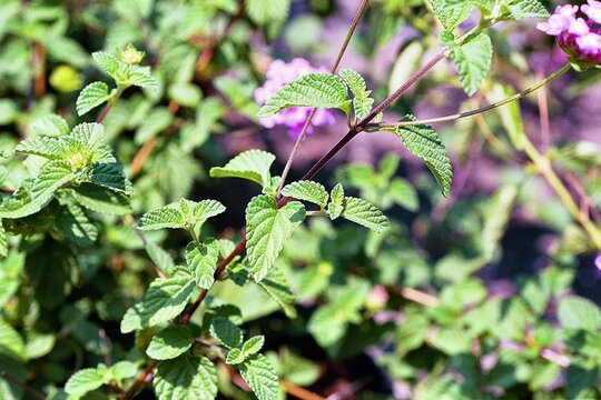 Lantana montevidensis - Trailing Lantana Close-up
