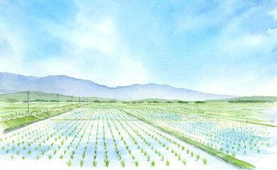 田園風景　水田の水彩画