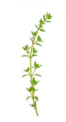 Fototapeta premium A vibrant sprig of aromatic fresh thyme, featuring small green leaves, presented as a studio shot isolated on a clean white background, close up, isolated, raw