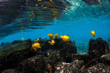 Yellow tang fish swim in shallow clear water over rocky reef at Captain Cook, Hawaii, Big Island, with sunlight reflecting across the ocean surface. © Gary