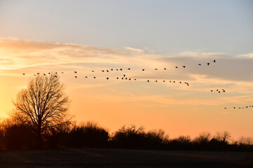 Fototapeta premium Flock of Geese in a Sunset Sky