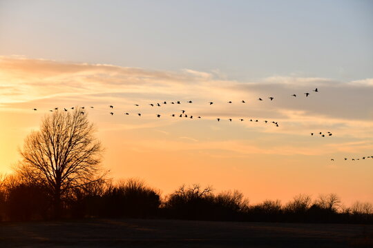Flock of Geese in a Sunset Sky