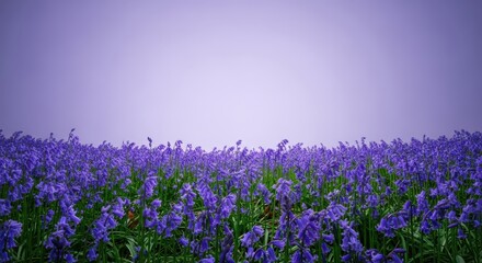 Obraz premium A dense carpet of purple-blue bluebell flowers covers the forest floor, signifying the arrival of springtime and woodland awakening, seasonal, detailed, Flower
