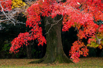 紅葉