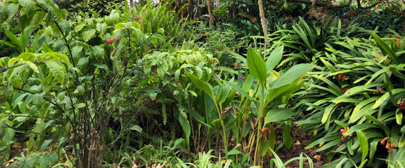 Naklejka premium A beautiful, leafy spot with lots of vegetation on one side of the mountain trail.