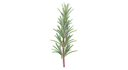 Rosemary sprig