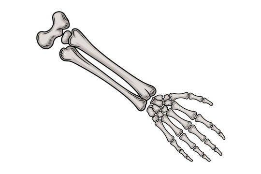 A detailed illustration of a human arm skeleton, showcasing the bones of the upper limb in a clear and anatomically correct vector graphic design.