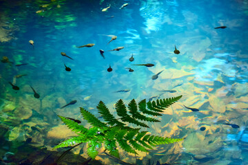 オタマジャクシ