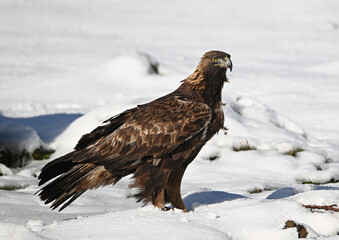 a majestic golden eagle in the snow