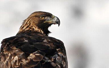 a majestic golden eagle in the snow