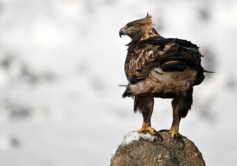 a majestic golden eagle in the snow