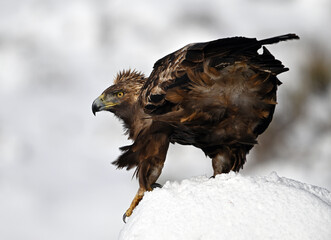 a majestic golden eagle in the snow