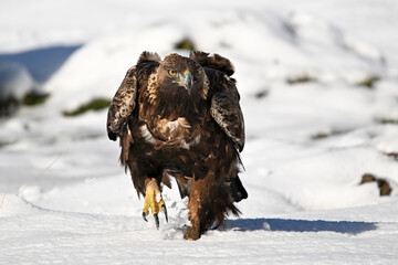 a majestic golden eagle in the snow
