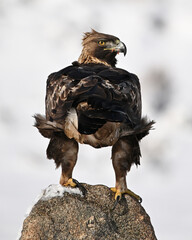 a majestic golden eagle in the snow