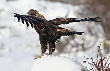 a majestic golden eagle in the snow