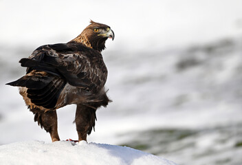 a majestic golden eagle in the snow