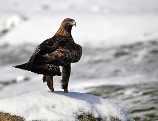 a majestic golden eagle in the snow
