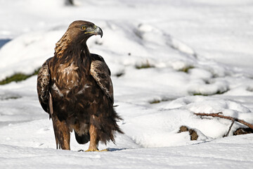 a majestic golden eagle in the snow