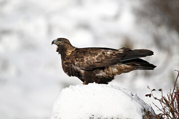 a majestic golden eagle in the snow