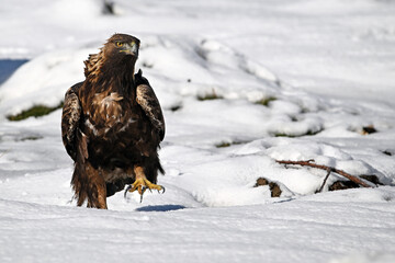 a majestic golden eagle in the snow