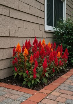 Bright red and orange celosia flowers blooming profusely along the edge of a well-maintained residential garden bed next to a house wall, vivid, growth, botany