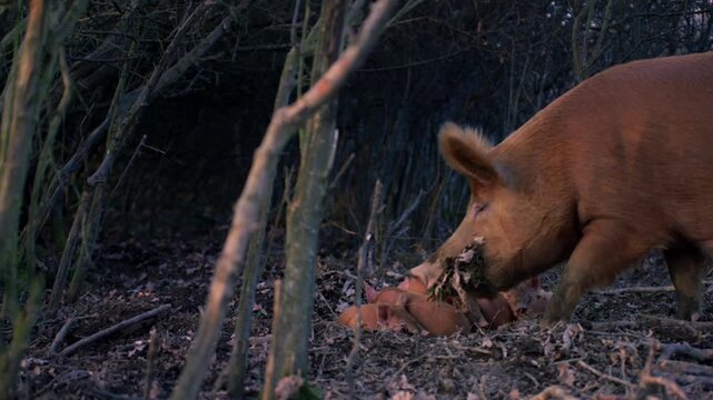 Mother pig carefully nudging and checking on her huddled litter of newborn piglets in the woods
