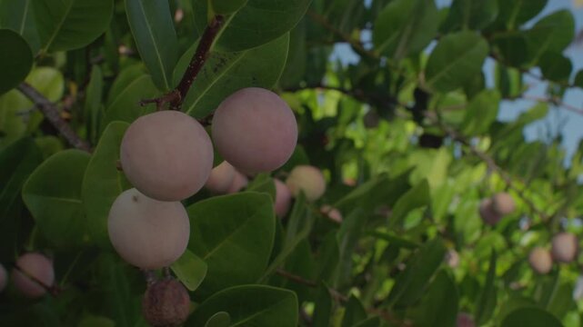 Macro shot of coco plums ripening on a green leafy bush. Detailed view of the skin and texture of this tropical fruit in its natural environment.
