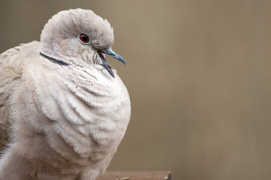 Eurasian Collared-Dove