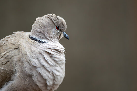 Eurasian Collared-Dove