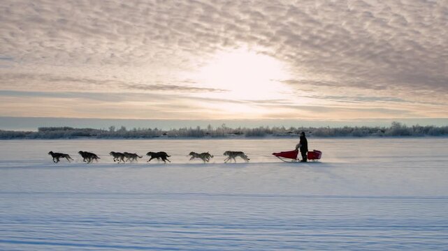Musher with a team of sled dogs running across a vast frozen lake at sunrise in alaska, usa