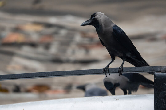 House Crow (Corvus splendens), also known as the Indian, grey-necked, 