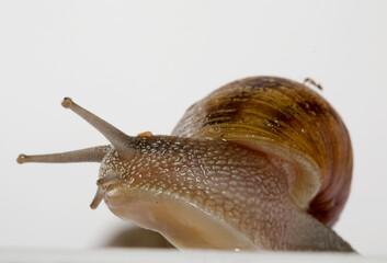 close up of snail in front of a white background