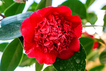 るるパークのツバキ