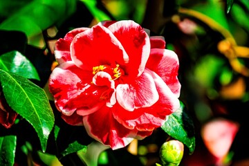 るるパークのツバキ