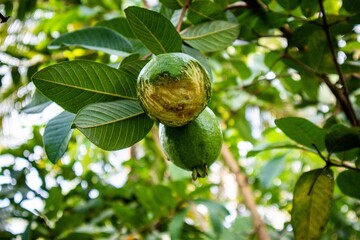 Fototapeta premium Fresh organic guava fruit (Psidium guajava) with green skin
