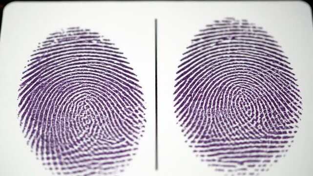 Close-up of fingerprint impressions, purple ink on white paper, split by a vertical line