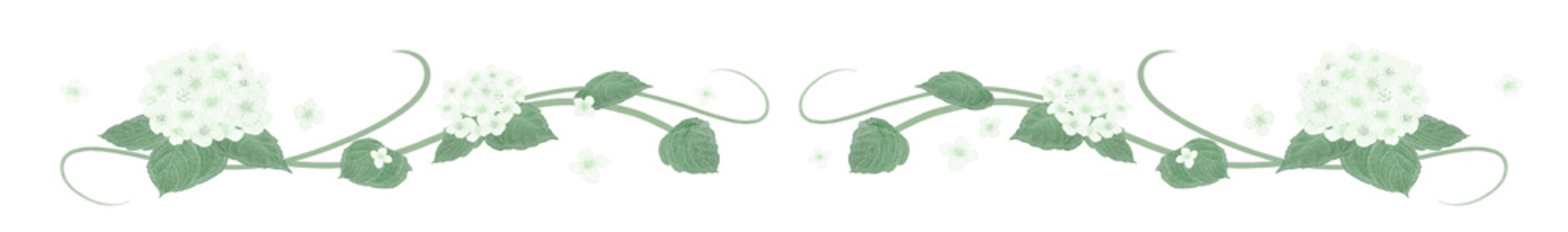 Watercolor white Annabelle hydrangea floral border line with elegant swirls for June bride design.-300dpi-