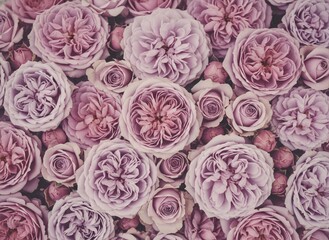 Mauve Rose Garden
